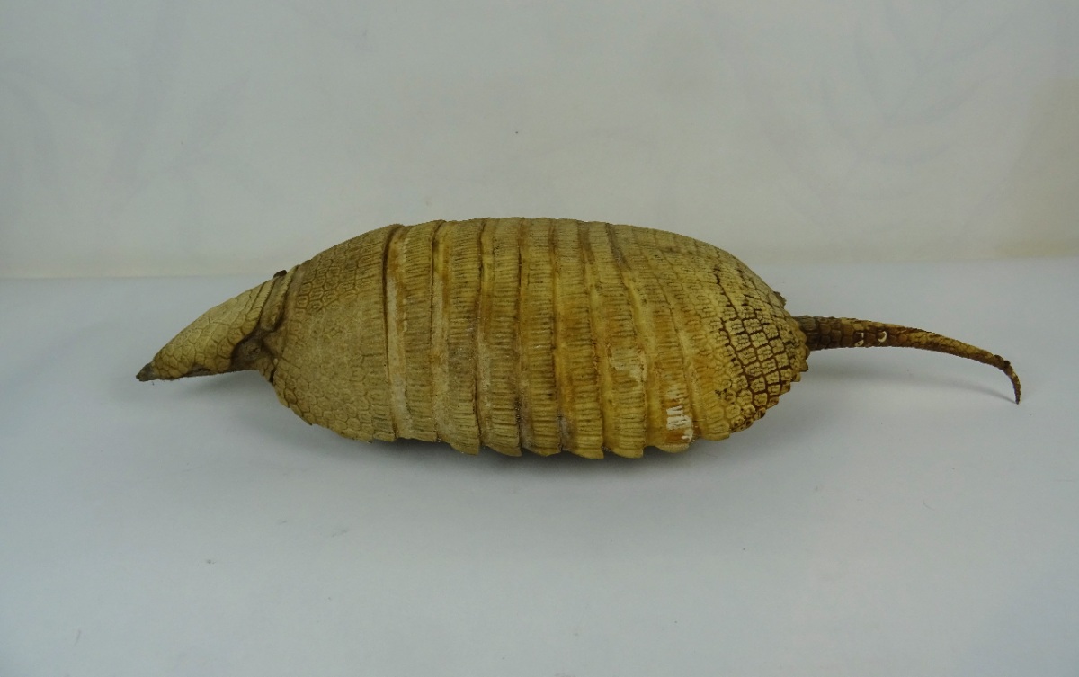 Taxidermy Armadillo Shell